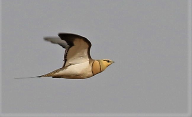 Pin-tailed Sandgrouse